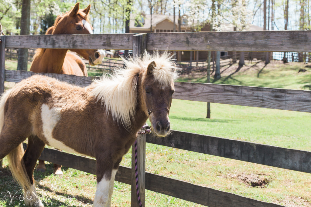 Macedonia-Hills-Open-House-Noble-Sparrow-Photography-036